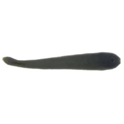 Berkley Gulp Jumbo Leech -Cheap Angleris Store Berkley Gulp Leech Black Olive